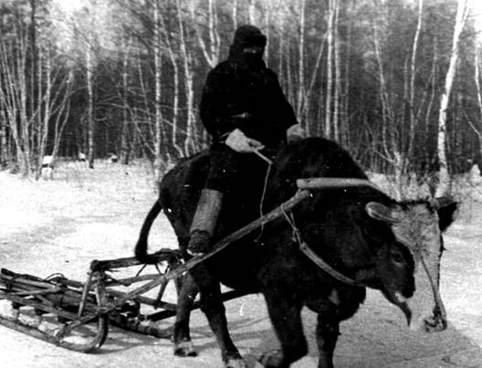 Фото 12. С отцом едем за стогом сена 1966 г. (Моя фотография)